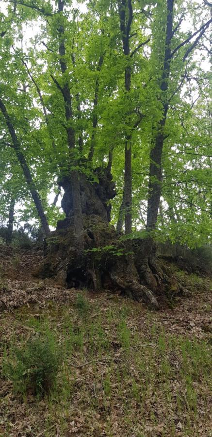 Casa Rural Rincon El Cabaco Kültér fotó